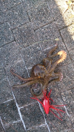 春木ベランダでサバ＆イワシ＆タコGET