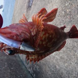 真っ昼間のデイゲーム