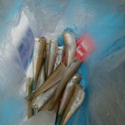 ライトタックルでキスゲー!