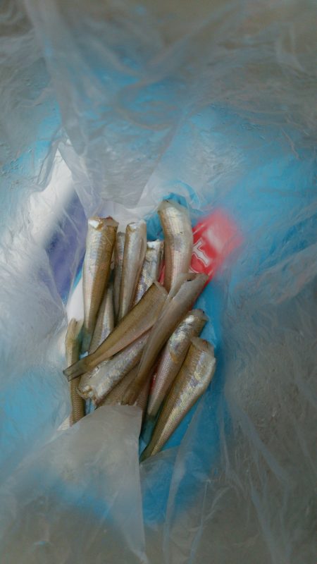 ライトタックルでキスゲー!