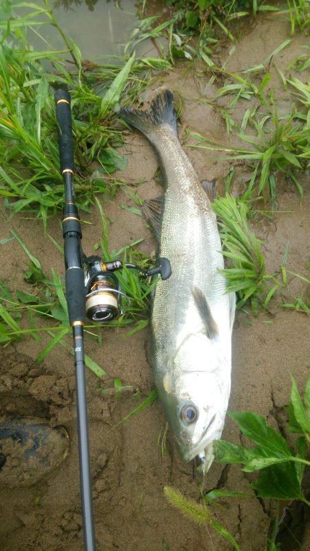 増水した川を遡上