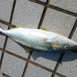 ショアジギでツバス