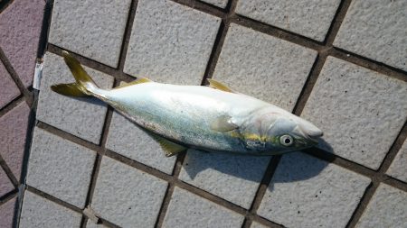 ショアジギでツバス