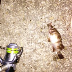 ボウズ逃れのULJS(笑)