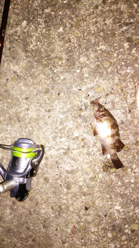 ボウズ逃れのULJS(笑)