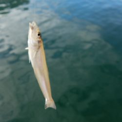 デイキスゲー！