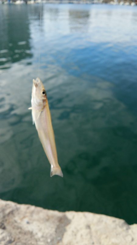 デイキスゲー！