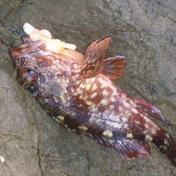 伊根地磯  ロックフィッシング