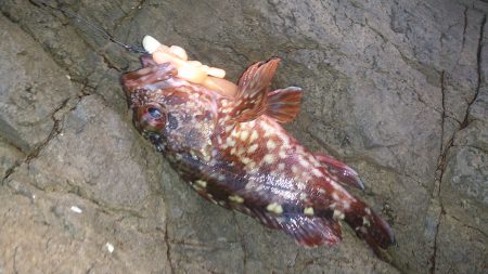 伊根地磯  ロックフィッシング