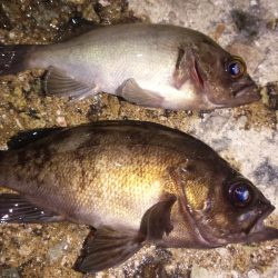 メバリングからサバゲー