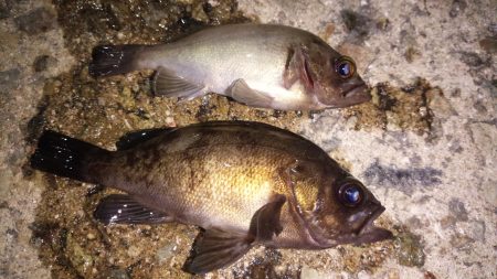 メバリングからサバゲー