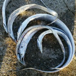 メタルジグで夏タチ！まさかの尺アジも！