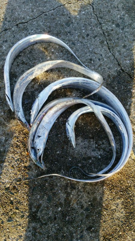 メタルジグで夏タチ！まさかの尺アジも！