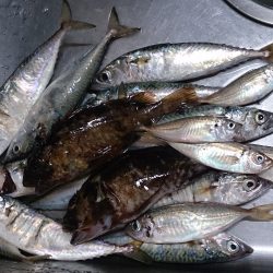 春木ベランダでアジ＆サバ＆ガシラ＆タコ