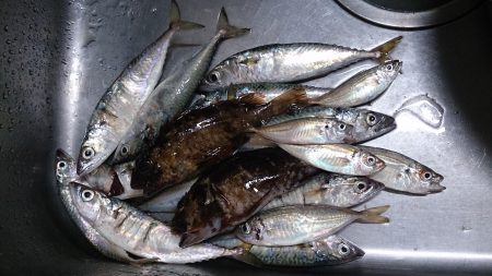 春木ベランダでアジ＆サバ＆ガシラ＆タコ