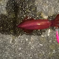 夏アオリを探して！