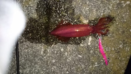 夏アオリを探して！