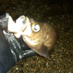 判で押した様に