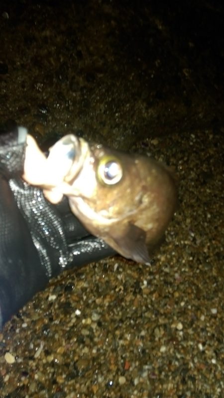 判で押した様に