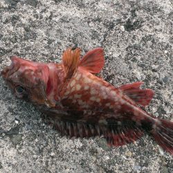 久しぶりの釣行