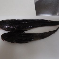 エルマール：タコ好調､宮津湾：マゴチポツポツ