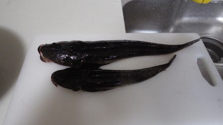 エルマール：タコ好調､宮津湾：マゴチポツポツ