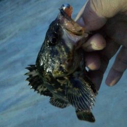 鱗付け釣行です♪