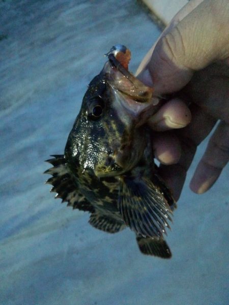 鱗付け釣行です♪