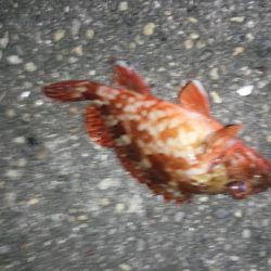 今週もコロダイ狙いで、行って来ましたが残念