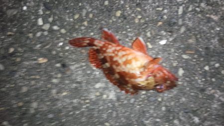 今週もコロダイ狙いで、行って来ましたが残念