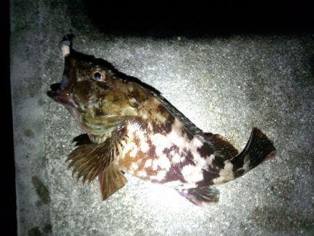 キビシイ〜1日でした？