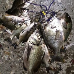 チヌ釣りに沖向きテトラに釣行