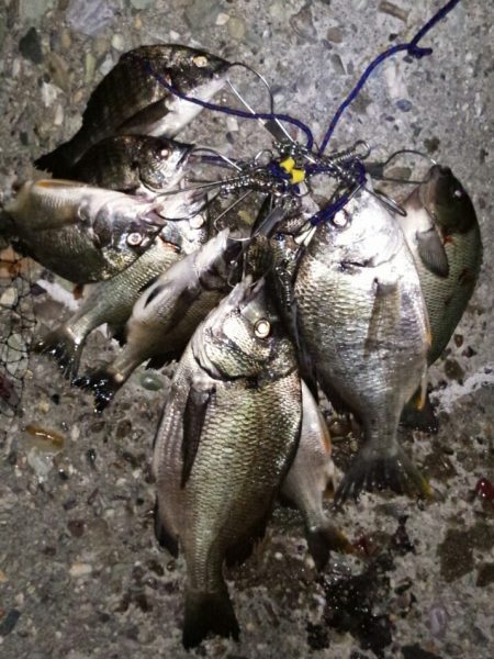 チヌ釣りに沖向きテトラに釣行