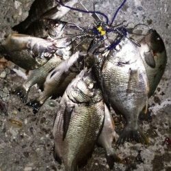 チヌ釣りに沖向きテトラに釣行