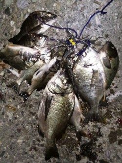 チヌ釣りに沖向きテトラに釣行