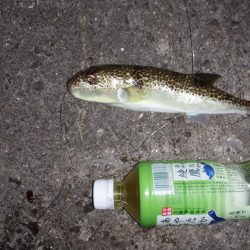 サイズアップコロダイ狙いで、行って来ました。