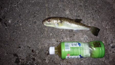 サイズアップコロダイ狙いで、行って来ました。