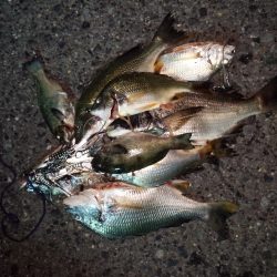 助松埠頭　チヌ大漁!!