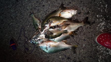 助松埠頭　チヌ大漁!!