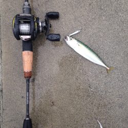 マッチ・ザ・ベイト