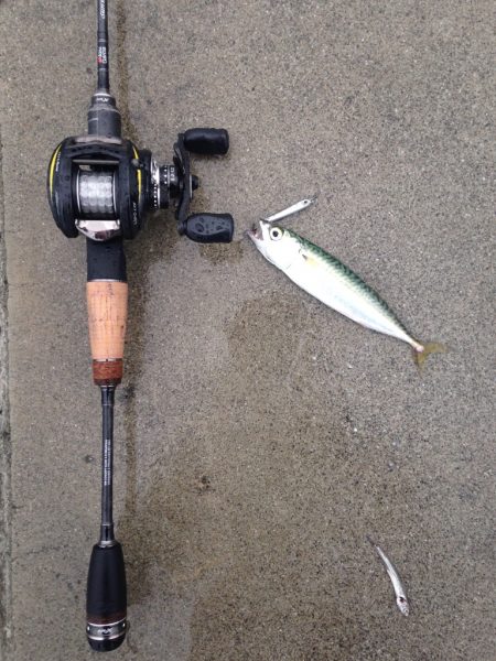 マッチ・ザ・ベイト