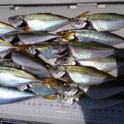 日本海アジング