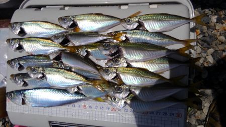 日本海アジング