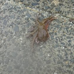 小松埠頭でタコ