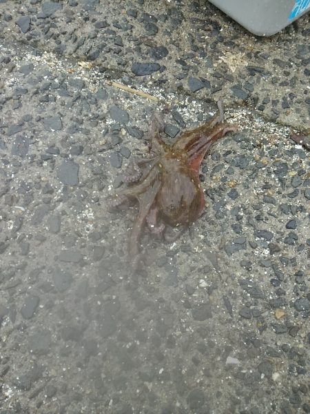 小松埠頭でタコ