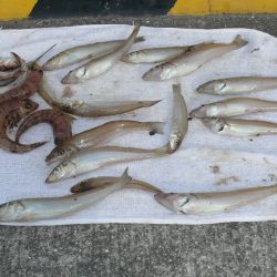 西淡・南淡釣査後志筑でピンギス釣り
