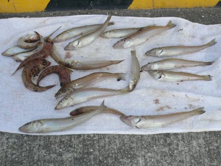 西淡・南淡釣査後志筑でピンギス釣り