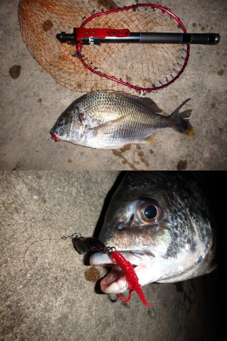 久しぶりにデカかった♪