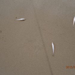 ファミリーチョイ投げ３