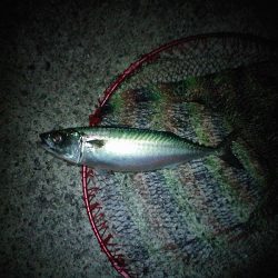 大サバ4本ゲット!!